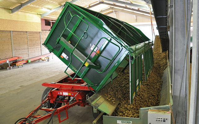 Vykladanie úrody zemiakov